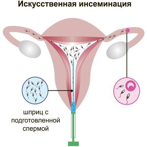 Введена новая услуга- инсеминация