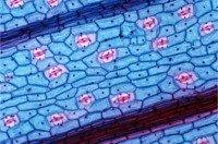 Патологоанатомическое отделение