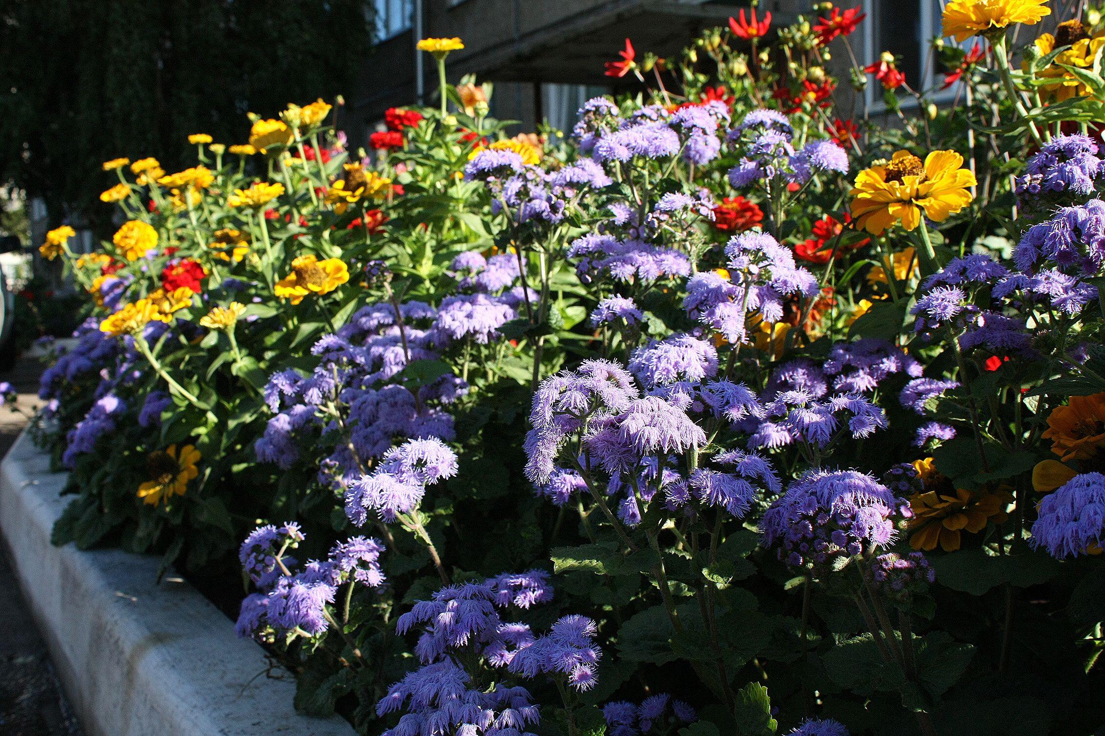 В Красноярской межрайонной клинической больнице №4 подведены итоги конкурса «Самая благоустроенная территория отделения»